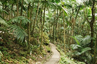 Caribbean Islands, Saint Lucia, Path in tropical forest