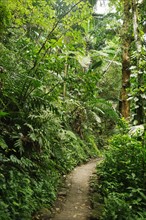 Caribbean Islands, Saint Lucia, Path in tropical forest