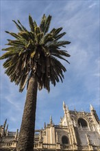 Spain, Andalusia, Seville, Cathedral of Seville with palm tree in foreground