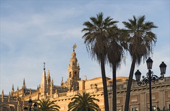 Spain, Andalusia, Seville, Giralda Tower and cathedral with palm trees in foreground