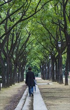 Spain, Seville, Maria Luisa Park, Woman walking treelined path in park