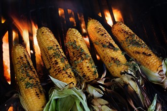 Corn on cob covered with thyme on barbeque