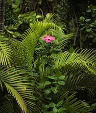 Tropical flower in bloom surrounded by palm leaves