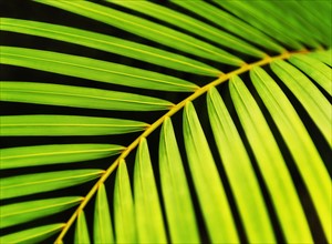 Close-up of palm leaf on black background