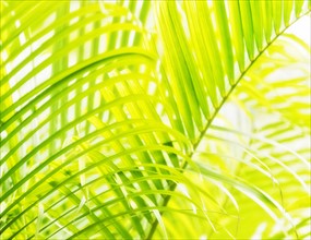 Close-up of palm leaf on white background