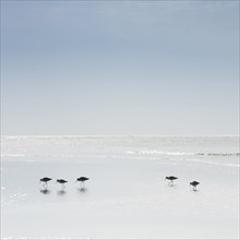 Sandpipers wading in sea