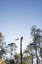 USA, North Carolina, Silhouette of man cutting down tree