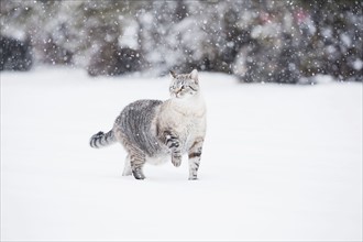 USA, Colorado, Grey cat walking in snow