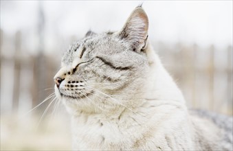 USA, Colorado, Portrait of grey cat with closed eyes