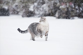 USA, Colorado, Grey cat walking in snow