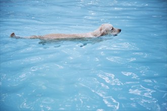 Golden retriever swimming in swimming in pool