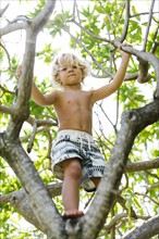Boy (4-5) climbing on tree