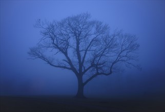 Single tree in fog