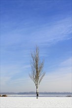 Ukraine, Dnepropetrovsk region, Dnepropetrovsk city, Lone birch tree in winter landscape