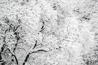 Ukraine, Dnepropetrovsk region, Dnepropetrovsk city, Close-up of frozen tree branches