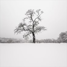 Ukraine, Dnepropetrovsk region, Dnepropetrovsk city, Single tree in winter scenery