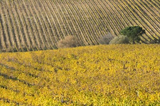 Italy, Tuscany, Torrita di Siena, Yellow vineyard fields with perspective parallel rows of grapevines