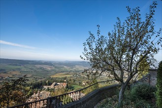 Italy, Tuscany, Montepulciano, Blue sky view of colorful fields from Montepulciano city wall with tree in foreground
