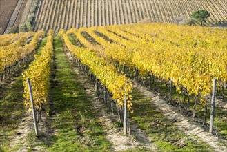 Italy, Tuscany, Torrita di Siena, Yellow vineyard fields with parallel rows of grapevines