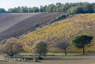 Italy, Tuscany, Torrita di Siena, Tractor preparing fertile soil for new sowing near endless yellow rows of harvested vineyard