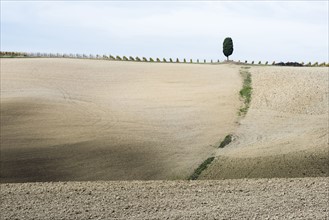 Italy, Tuscany, San Quirico D'orcia, Lonely cypress tree standing on top of gray Tuscany hill with vineyard rows