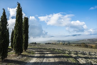 Italy, Tuscany, San Quirico D'orcia, View of plowed fertile soil and green cypress trees with blue cloudy sky
