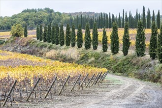 Italy, Tuscany, Ciacci Piccolomini D'Aragona, Harvested grapevine rows and cypress alley