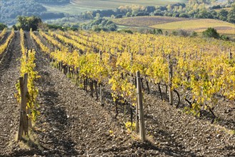 Italy, Tuscany, Ciacci Piccolomini D'Aragona, Harvested and bare grapevine rows
