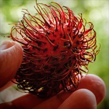 Person holding lychee in spiked shell