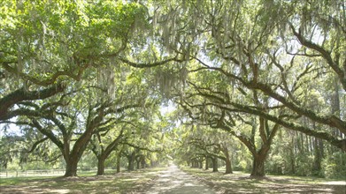 USA, South Carolina, Mount Pleasant, Treelined road