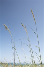 Marram grass against blue sky