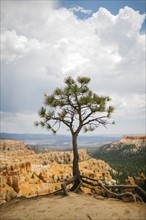 USA, Utah, Single tree in Bryce Canyon National Park
