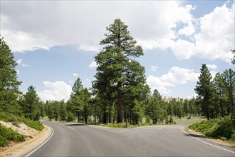 USA, Utah, Empty forked road in Bryce Canyon National Park