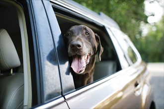 Labrador Retriever looking through car window