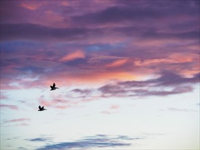 Two pelicans flying at sunset