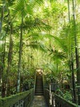 Australia, Queensland, Steps in rainforest