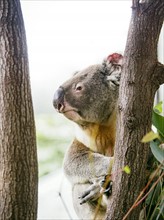 Koala (Marsupial) on tree