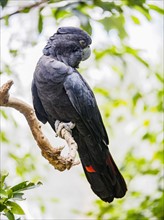 Red-tailed black cockatoo (Calyptorhynchus banksii) perching on branch
