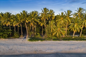 Australia, Queensland, Palm trees next to beach