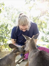 Young woman feeding Eastern grey kangaroos (Macropus giganteus)