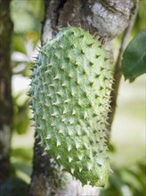 Spiky fruit of soursop