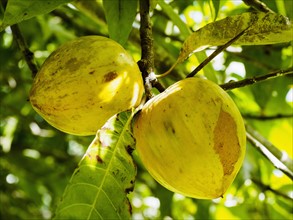 Yellow sapote fruits hanging on tree