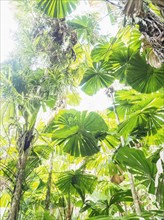 Lush foliage of Licuala grandis (Fan palm)