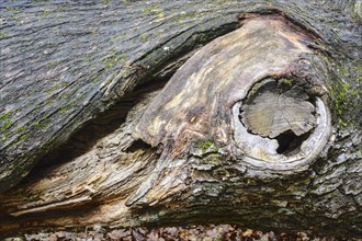 Bark of Oak (Quercus)