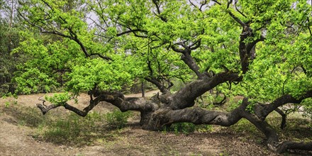 Ukraine, Dnepropetrovsk region, Novomoskovsk district, Green Oak (Quercus) tree