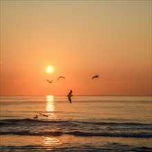 USA, Florida, Ocean waves at sunset and birds flying above