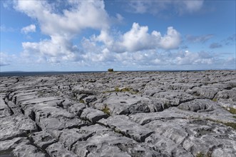 Ireland, Clare County, Burren, Limestone landscape