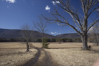 Landscape of hills and bare trees