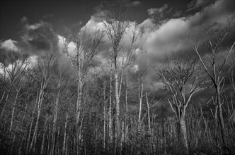 Monochromatic landscape of forest