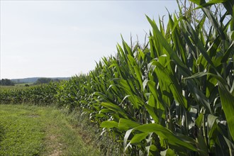 Green corn field